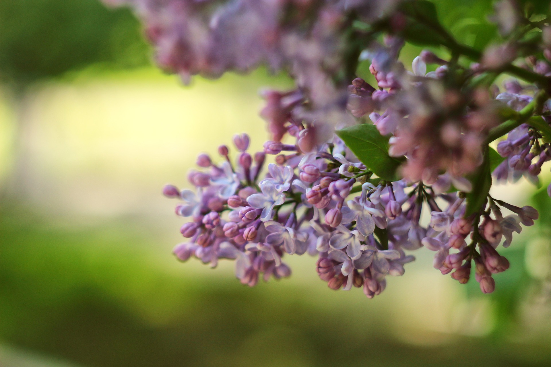 Pourquoi le Lilas ?